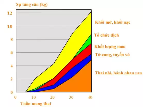 Dinh dưỡng trong thai kỳ của bà mẹ có vai trò quan trọng đối với sự phát triển của thai nhi 2 Sự tăng cân của người mẹ trong thời kỳ mang thai