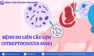 Hướng dẫn chẩn đoán, điều trị, và dự phòng bệnh do liên cầu lợn ở người