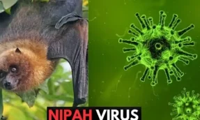 Khuyến cáo phòng chống dịch bệnh do vi rút Nipah 2026