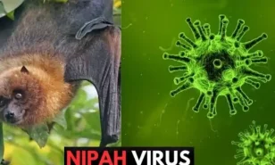 Khuyến cáo phòng chống dịch bệnh do vi rút Nipah 2026 – Bộ Y tế