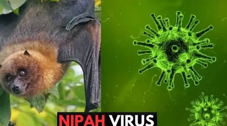 Khuyến cáo phòng chống dịch bệnh do vi rút Nipah 2026