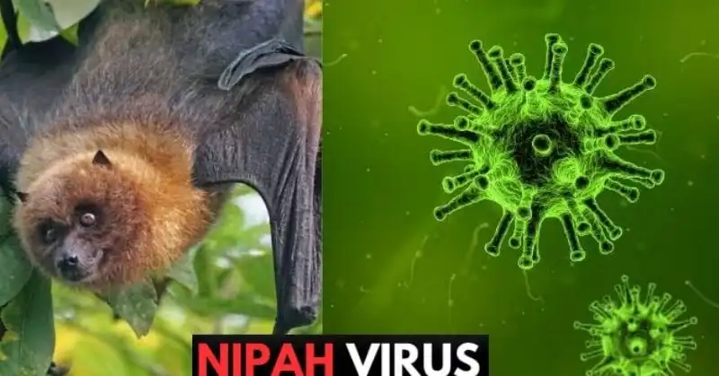 Khuyến cáo phòng chống dịch bệnh do vi rút Nipah 2026 - Bộ Y tế 1 Khuyến cáo phòng chống dịch bệnh do vi rút Nipah 2026